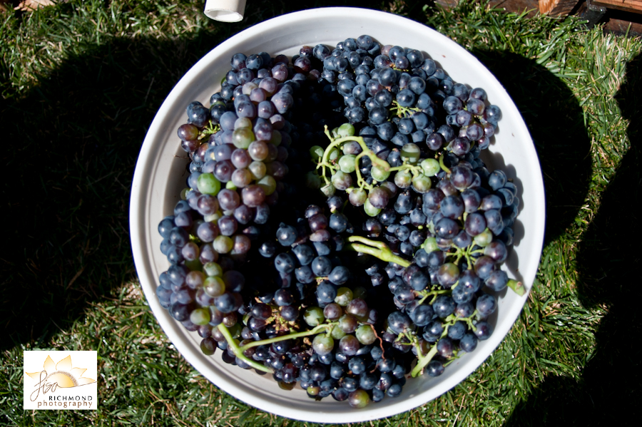 David Girard Grape Stomp