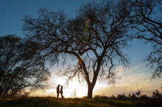 Newly engaged couple holds hands below a tree at sunset.